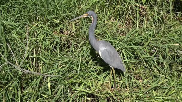 Garza tricolor mirando a su alrededor — Vídeos de Stock