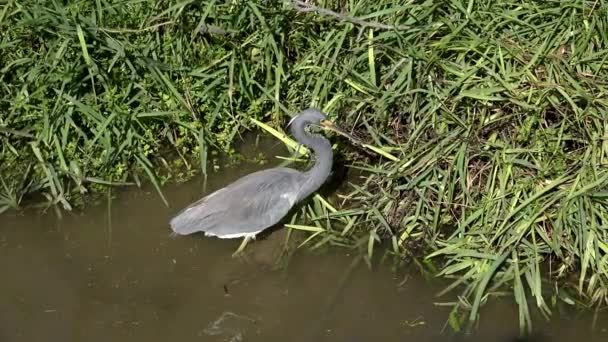 Dreifarbiger Reiher verlässt Wasser — Stockvideo