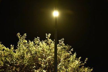 Parkta Gece Ağacı Bitkisi