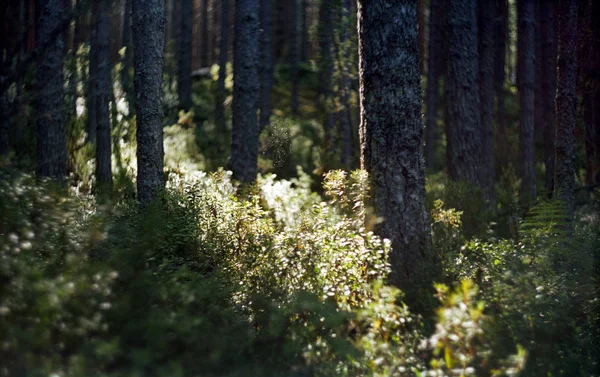 Bosque de coníferas silvestres en Rusia — Foto de Stock