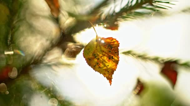 Foglia di betulla alla luce del sole. Macro . — Video Stock