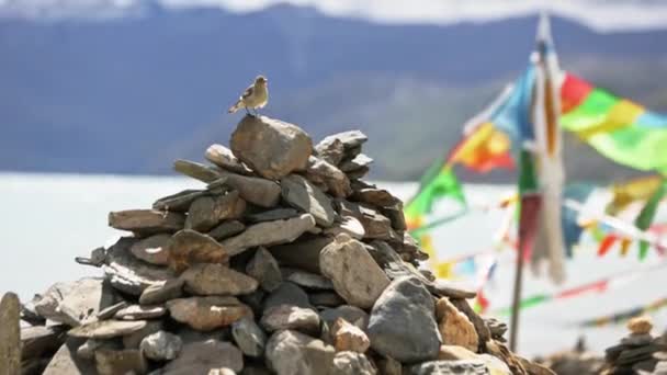 Prayer flag. Tibet — Stock Video