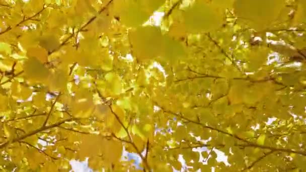Żółte liście na drzewach. Backgro nd niebo. — Wideo stockowe