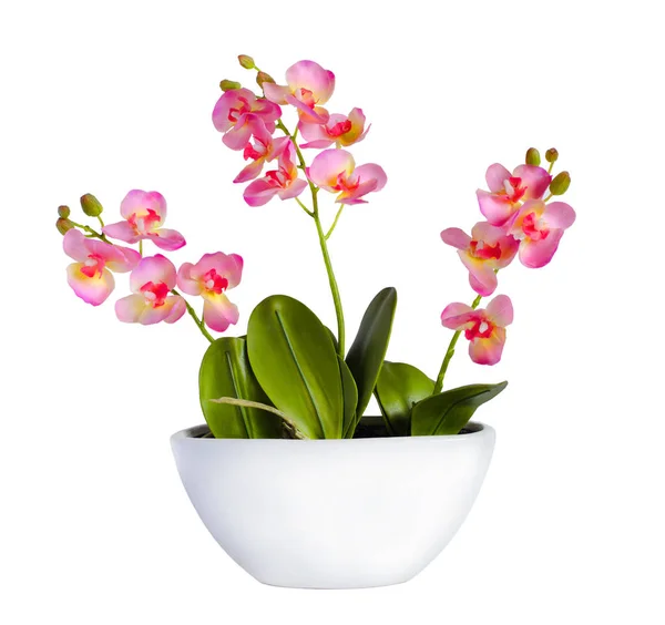 Pianta orchidea fiorita in vaso di fiori di ceramica isolato su sfondo bianco — Foto Stock
