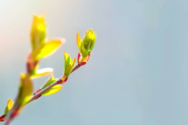 Bahar geldi, ilk yeşil. Doğa uyanıyor. Dalları ilk yapraklarda geçiyoruz. Sıcak gün. Böbrek ağaçlar açıkladı. Yeni bir hayat, umut, yeni iş sembolü. Güneşli bahar günü