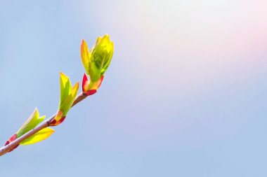 Bahar geldi, ilk yeşil. Doğa uyanıyor. Dalları ilk yapraklarda geçiyoruz. Sıcak gün. Böbrek ağaçlar açıkladı. Yeni bir hayat, umut, yeni iş sembolü. Güneşli bahar günü.