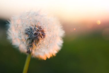 Karahindiba tohumları yakın