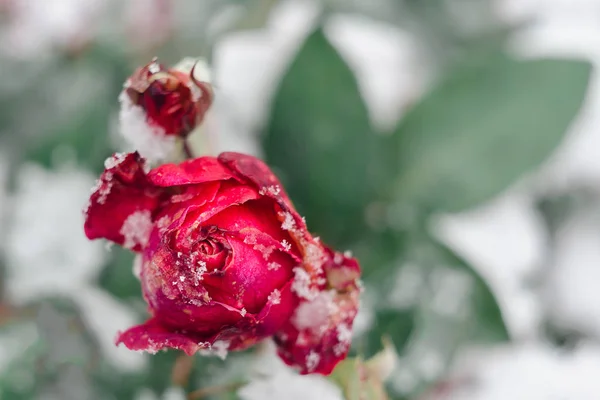 Драматическая роза в зимнем снежном саду — стоковое фото