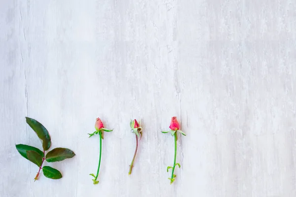 Os botões e folhas de rosas no fundo claro — Fotografia de Stock