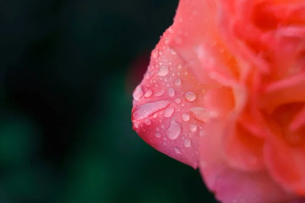 Bellissimi petali di rosa dopo la pioggia. Giorno nuvoloso, luce soffusa — Foto Stock
