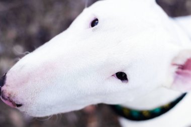 İngilizce bullterrier yakın çekim