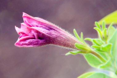 Bahçe yumuşak fockus yakın çekim içinde pembe petunyaların ahbap. Flowerbed, bahçecilik