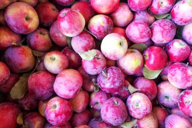 Doğal kırmızı elma bir saçılma