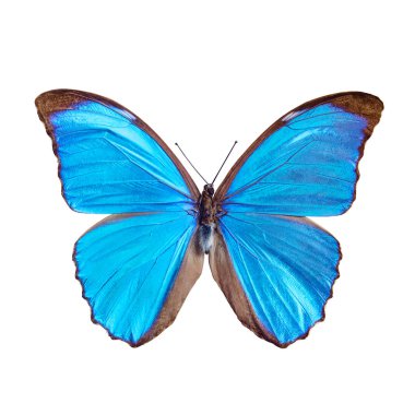 Blue butterfly tropical Morpho menelaus, Brasil, isolated on white background clipart