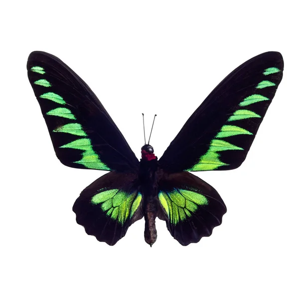 Yeşil kelebek tropikal Trogonoptera brooklana, Malezya, beyaz arka plan üzerinde izole — Stok fotoğraf