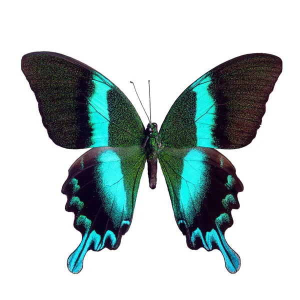 Beyaz arka plan üzerinde izole tropikal Papilio blumei kelebek — Stok fotoğraf