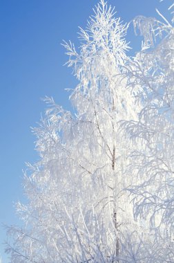 Mavi gökyüzü nün arka planda açık bir kış havasında don ağacı
