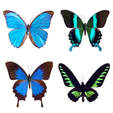 Kelebek tropikal kümesi: biçim menelaus, Brasil; Papilio blumei; Papilio ulysses, Papua Yeni Gine; Trogonoptera brooklana, Malezya. Beyaz arka plan üzerinde izole