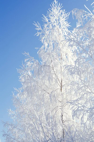 Bouleau dans le gel sur un temps d'hiver clair sur un fond de ciel bleu — Photo