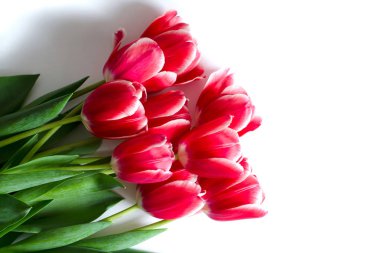 Gölge beyaz arka plan üzerinde izole kırmızı lale buketi