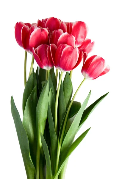 Bukiet czerwonych tulipanów izolowanych na białym tle — Zdjęcie stockowe