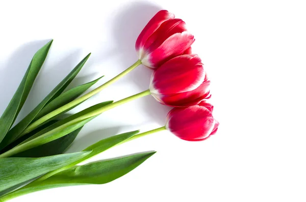 Trzy czerwone tulipany z cienia na białym tle — Zdjęcie stockowe