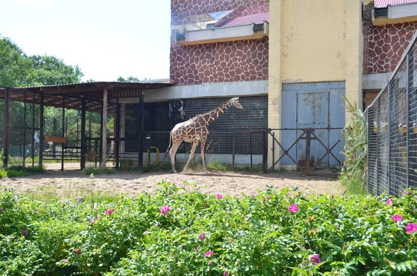 Saint-Pétersbourg, Russie, 10 juillet 2017 -Zoo de Leningrad, girafe marche dans une cage — Photo