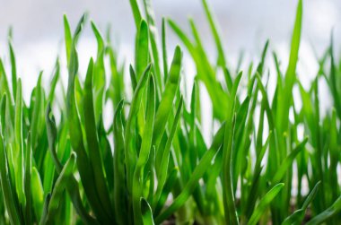 Pencerenin kutusunda büyüyen yeşil soğan. DIY. Sağlıklı organik gıda kavramı. Olmayan GDO.