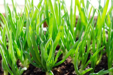 Pencerenin kutusunda büyüyen yeşil soğan. DIY. Sağlıklı organik gıda kavramı. Olmayan GDO.