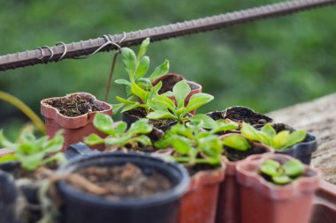 Bahçe Bitkileri fidan. Bahçe ve Bahçe, çiçek, fidan, eco, kendi elleriyle dikim kavramı