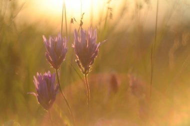 Bulanık çayır çiçekler parlak eserler ile arka plan üzerinde batan güneşin parlak ışınları. Doğa, çevre, kırsal yaşam kavramı
