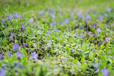 Vahşi mavi çiçekler yazın bir çayırda menekşe renginde