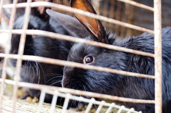 Black rabbits on the farm. Concept of animal husbandry, household, organic meat, village life