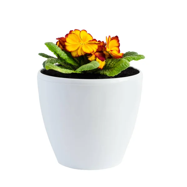 Accueil fleur orange onagre dans un pot blanc isolé sur fond blanc — Photo