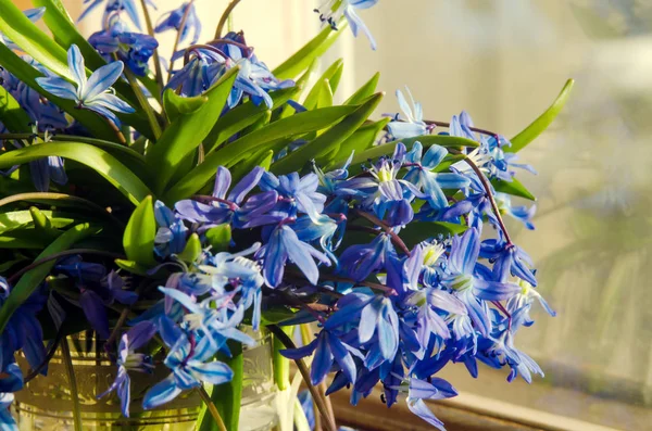 Букет голубых подснежников стеклянной вазы на подоконнике. Концепция приближения весны — стоковое фото