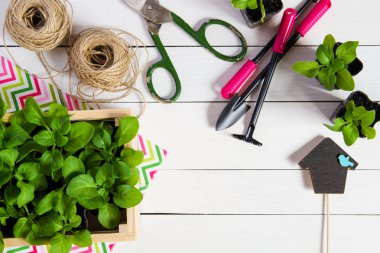 Genç, ateş, fide, fidan topper ve Bahçe aletleri ile mezarda filizlenir. Düz yatıyordu