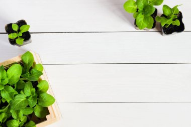 Genç, ateş, fide, fidan mezarda filizlenir. Düz kopya alanı ile yatıyordu