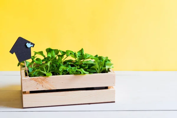 Germogli giovani, sparare, piantina di semenzaio, alberello in una scatola di legno con topper su sfondo giallo brillante. Il concetto di giardinaggio, coltivazione di prodotti biologici, eco, giardino domestico sul davanzale della finestra — Foto Stock