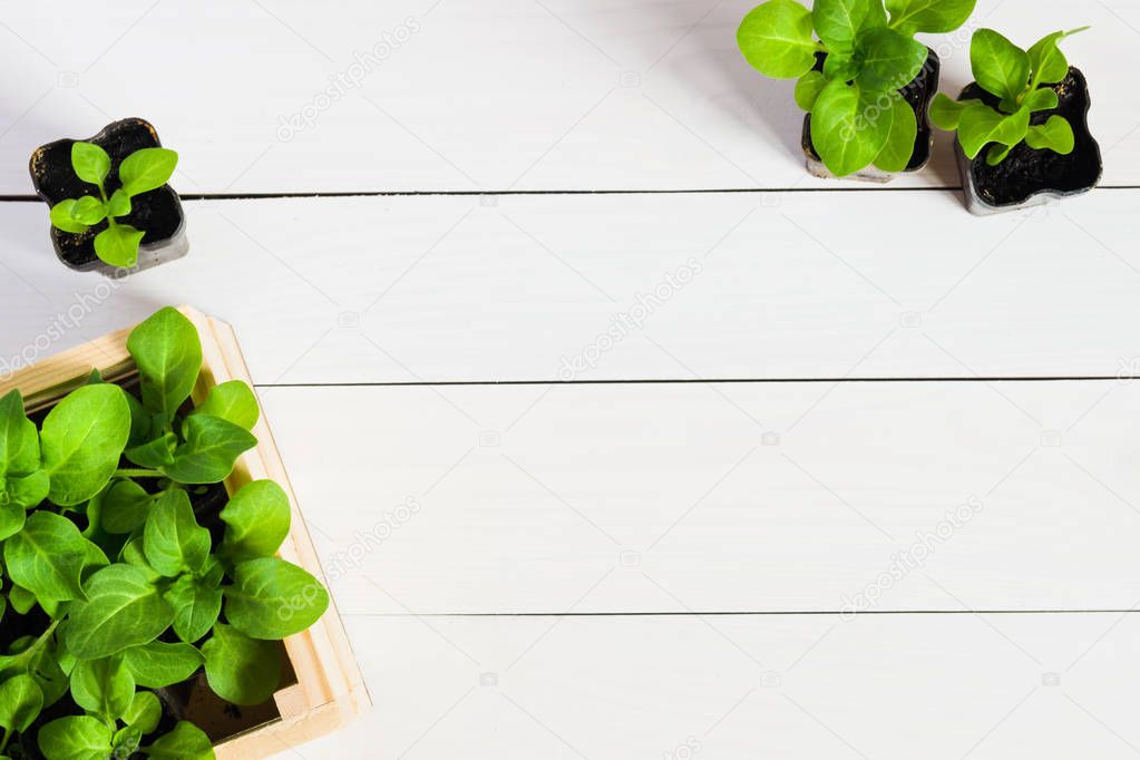 Young sprouts, shoot, seedling, sapling in a wooden box. Flat lay with copy space