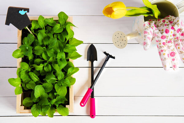 Young sprouts, shoot, seedling, sapling in a wooden box with topper and garden tools. Flat lay with copy space