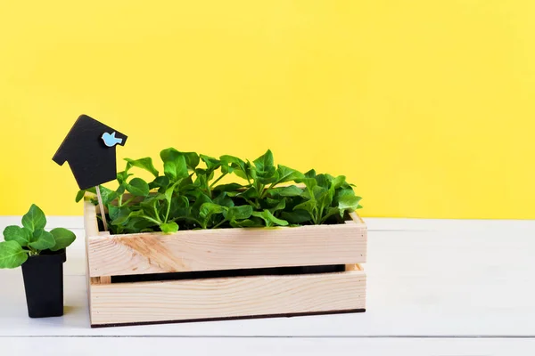 Germogli bambino, sparare, piantina di semenzaio, alberello in una scatola di legno con topper su sfondo giallo brillante. Il concetto di giardinaggio, coltivazione di prodotti biologici, eco, giardino domestico sul davanzale della finestra — Foto Stock