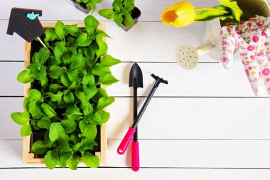 Bebek, ateş, fide, fidan topper ve Bahçe araçları ile mezarda filizlenir. Düz kopya alanı ile yatıyordu