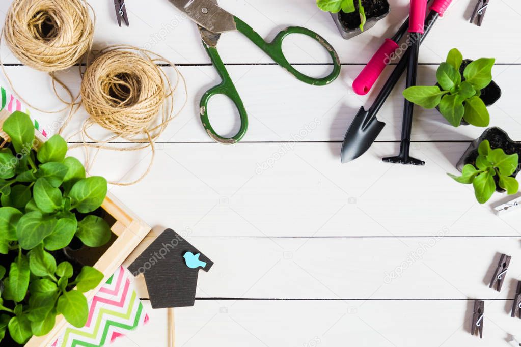 Baby sprouts, shoot, seedling, sapling in a wooden box with topper and garden tools. Flat lay with copy space