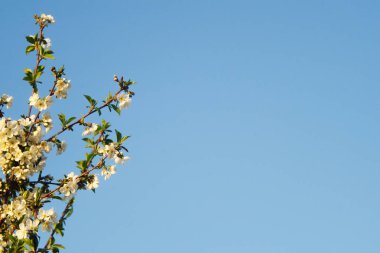 Mavi bahar gökyüzüne karşı kiraz çiçeği. Kopyalama alanı