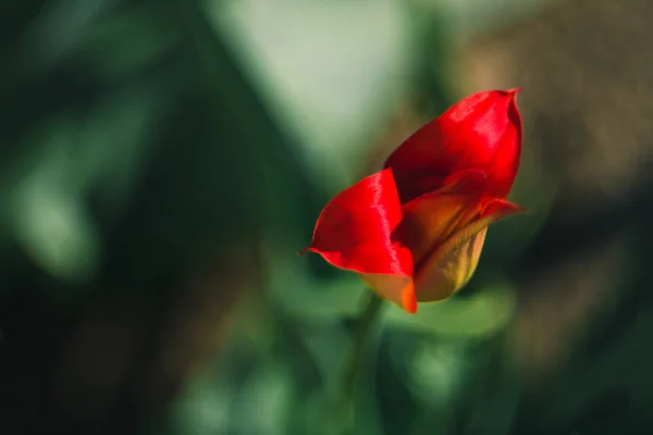 Red tulip. Top view, copy space. The concept of landscape design in the spring, gardening, decorating homestead — Stock Photo, Image