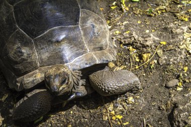 Dev bir kaplumbağa detay