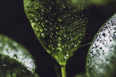 Islak yaprak Moody makro çekim 