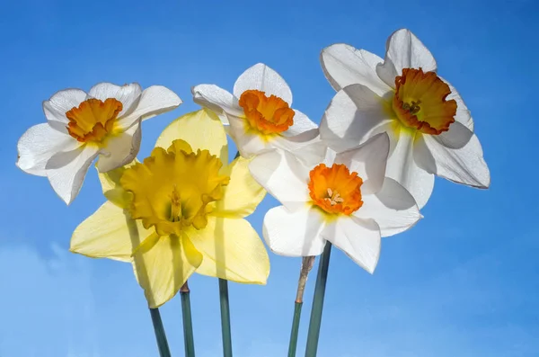 Buquê Narcisos Iluminado Pelo Sol Contra Céu Azul — Fotografia de Stock