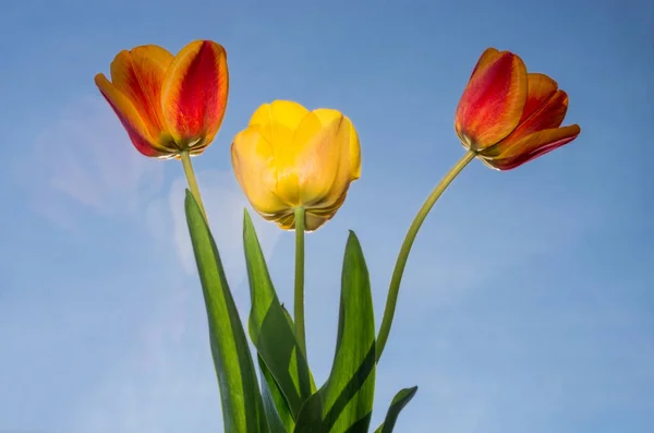 Drei Von Der Sonne Beleuchtete Tulpen Gegen Den Blauen Himmel — Stockfoto
