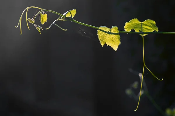 Vitigno Uva Illuminato Dal Sole Uno Sfondo Scuro Focus Selettivo — Foto Stock